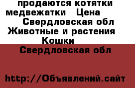 продаются котятки медвежатки › Цена ­ 2 500 - Свердловская обл. Животные и растения » Кошки   . Свердловская обл.